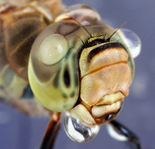 closeup-fly