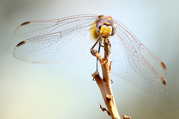dragonfly-closeup