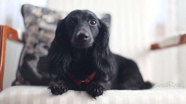 dog-gif-animation