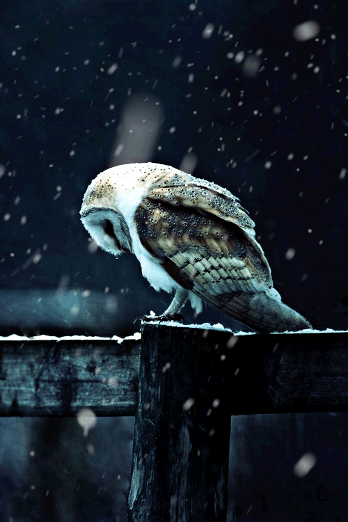 owl-gif-animation