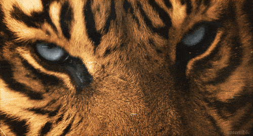 tiger-gif-animation